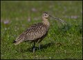 _0SB5926 long-billed curlew